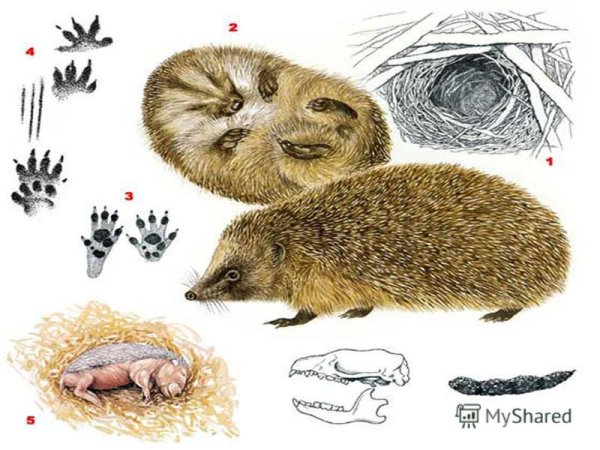 Следы животных ежа