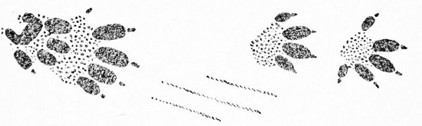 Следы ежа обыкновенного