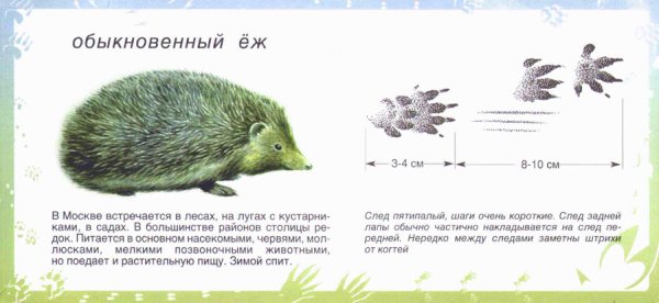 Следы ежа