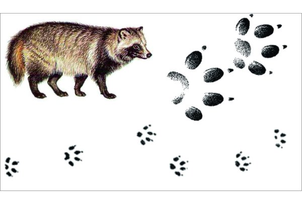След енотовидной собаки на земле