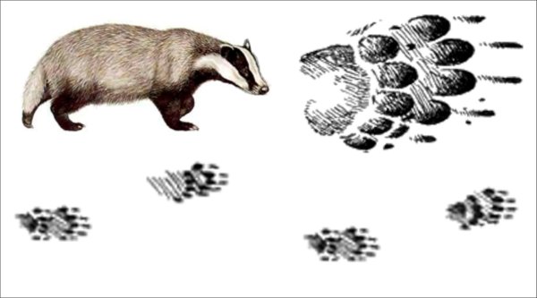 След барсука