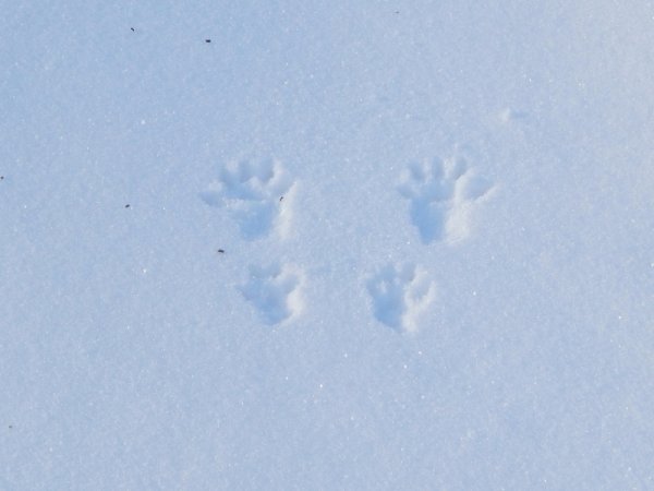 Беличьи следы на снегу