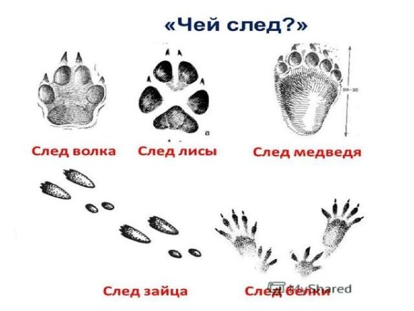 Следы зайца волка белки и лисы