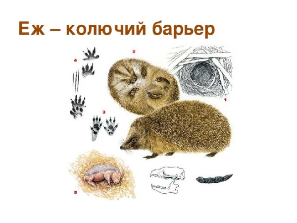 Следы ежа для детей