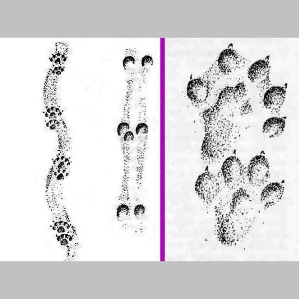 Цепочка следов животных