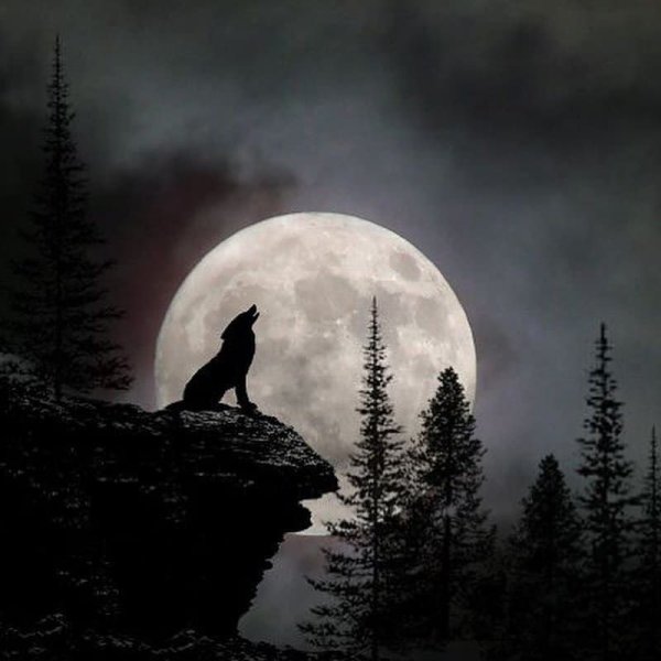 Воющий волк на луну в настоящей жизни
