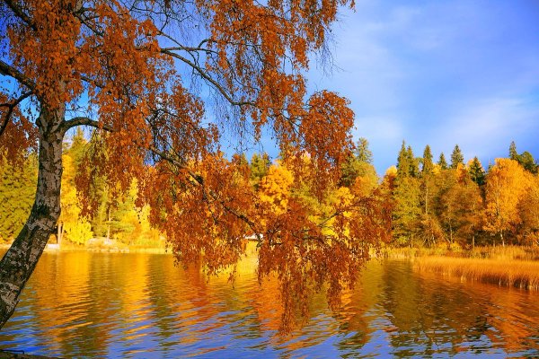 Золотая осень природа