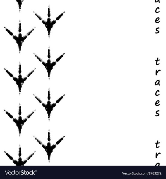 Следы птиц вектор