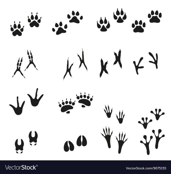 Следы диких зверей