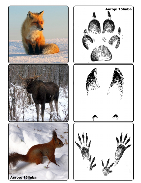 Игра чьи следы Дикие животные