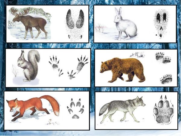 Игра чьи следы Дикие животные