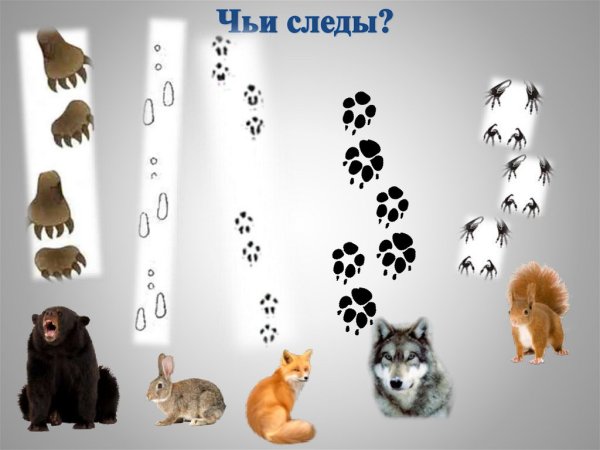 Следы зверей