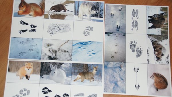 Следы животных зимой
