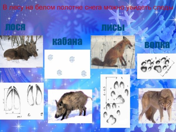 Следы животных в лесу