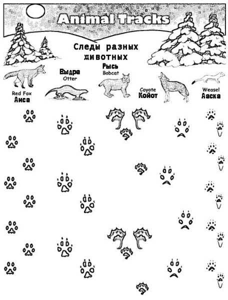 Задание чьи следы