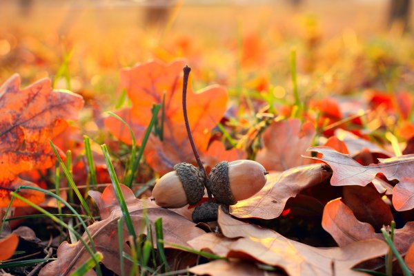 Желудь кленодуб