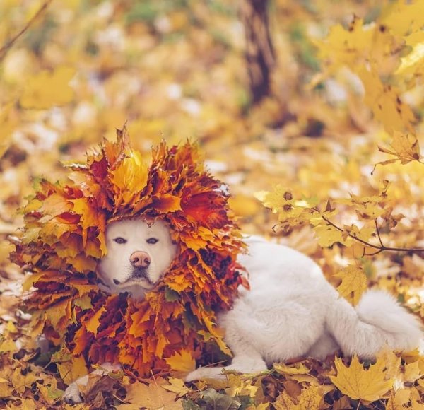 Осенние фоточки