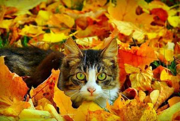 Осенний кот
