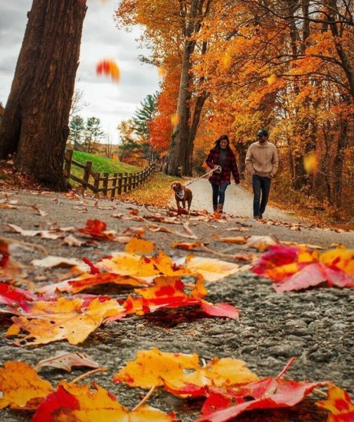 Осень листья разбросала