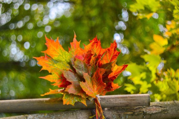 Букет из осеннихлисьтьев