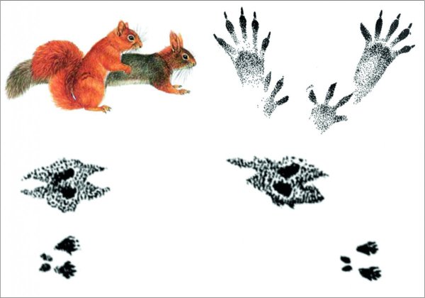 Следы зверей белка