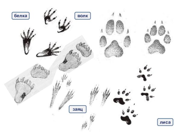 Следы волка зайца медведя лисы
