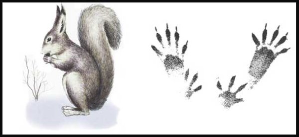 Следы зайца, лиса,волк, белка Лось