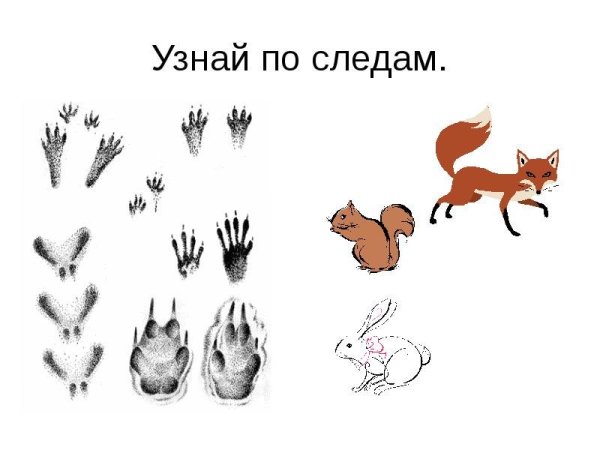 Следы белки