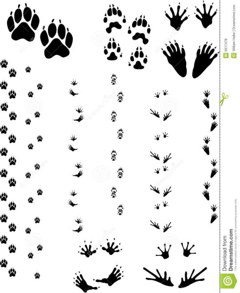 Следы животных раскраска