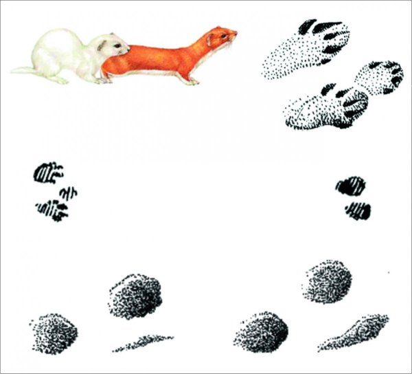 Следы лесных зверей