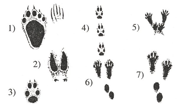 Следы зайца белки лисицы