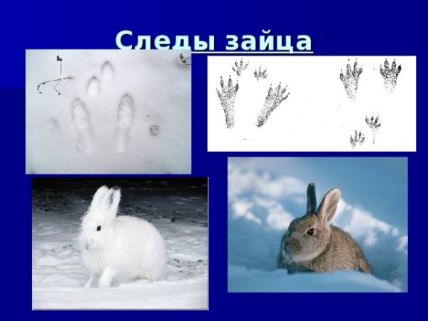 Следы зайки