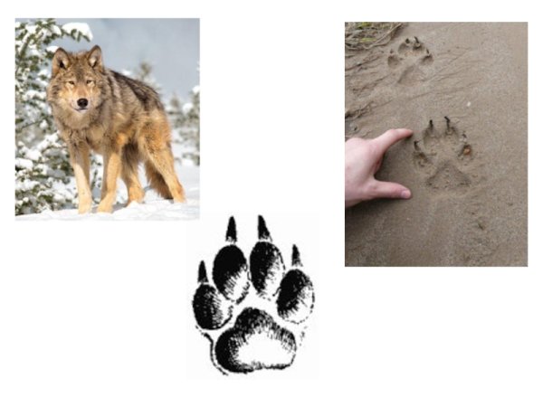 Следы зайца лося волка лисы