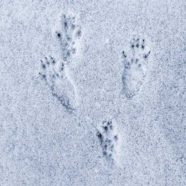 Следы животных