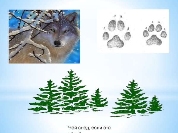 Следы животных в зимнем лесу