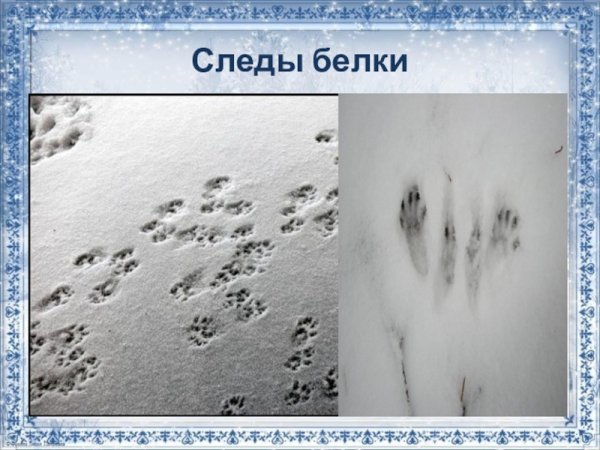 Следы белки на снегу