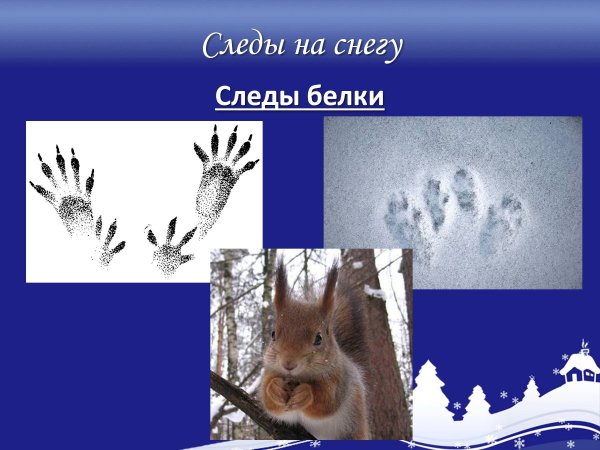 Следы белки