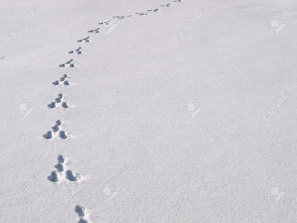 Следы синицы на снегу