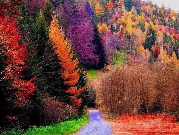 Лес точно Терем расписной