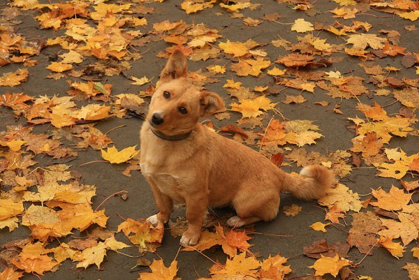 Собачка осень