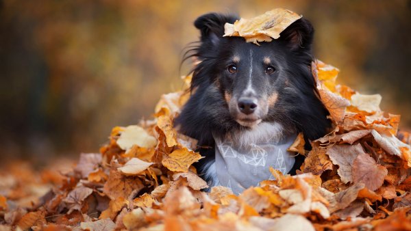 Шелти собака