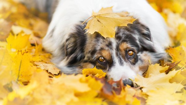 Собака в осенних листьях