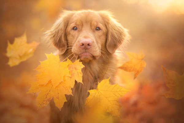 Собака в осенних листьях