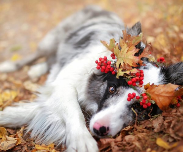 Собака в листве