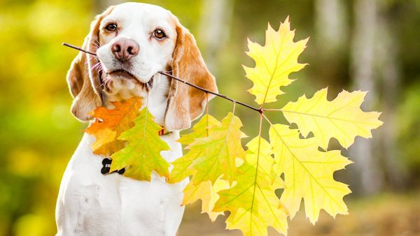 Собака осень