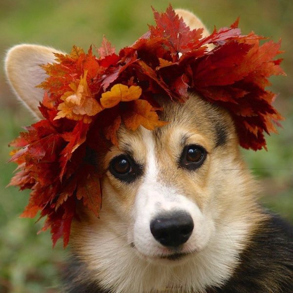 Собака осенью