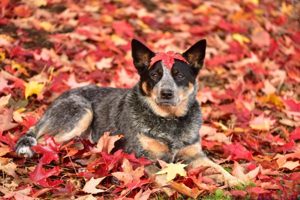 Осенний пес
