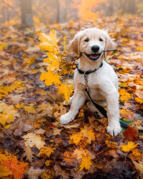 Собака в осеннем лесу