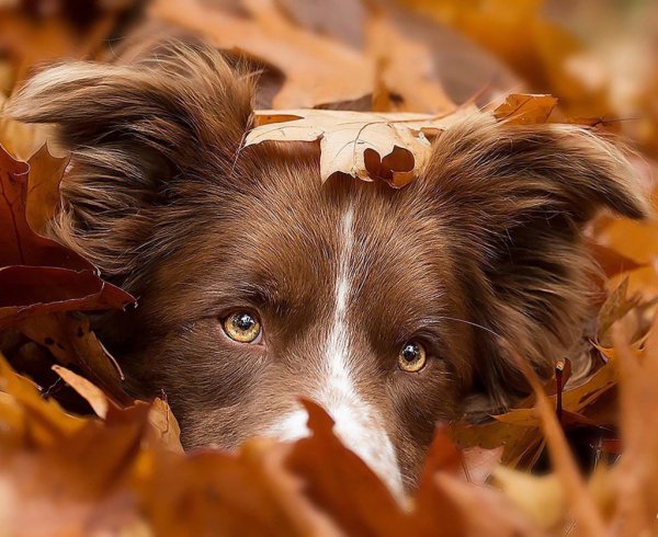 Щенок в осенних листьях