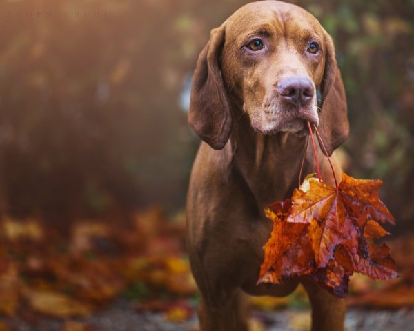 Собака осень